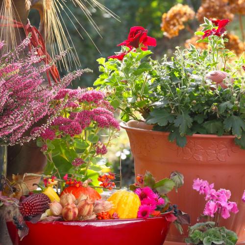 Jesienne kompozycje na przytulny balkon i taras - rośliny i dekoracje