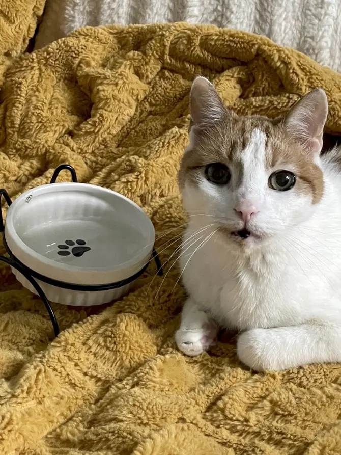 Miska CATTY biała na metalowym stojaku 12 cm
