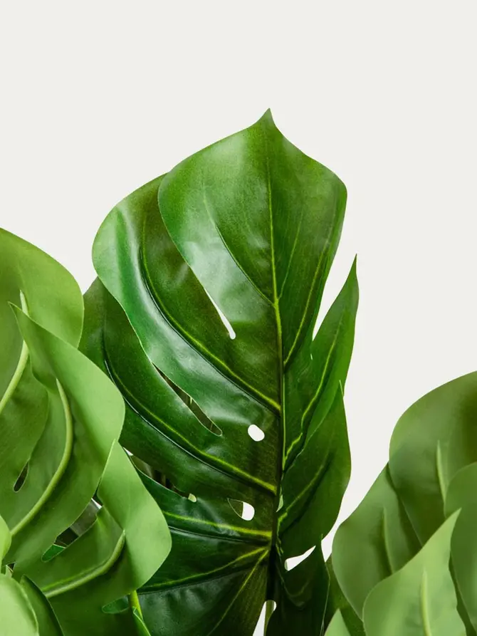 ROŚLINA SZTUCZNA B2 MONSTERA 60 cm 