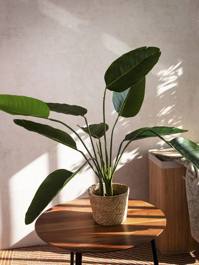 Roślina sztuczna TROPICAL ZONE bananowiec 90 cm