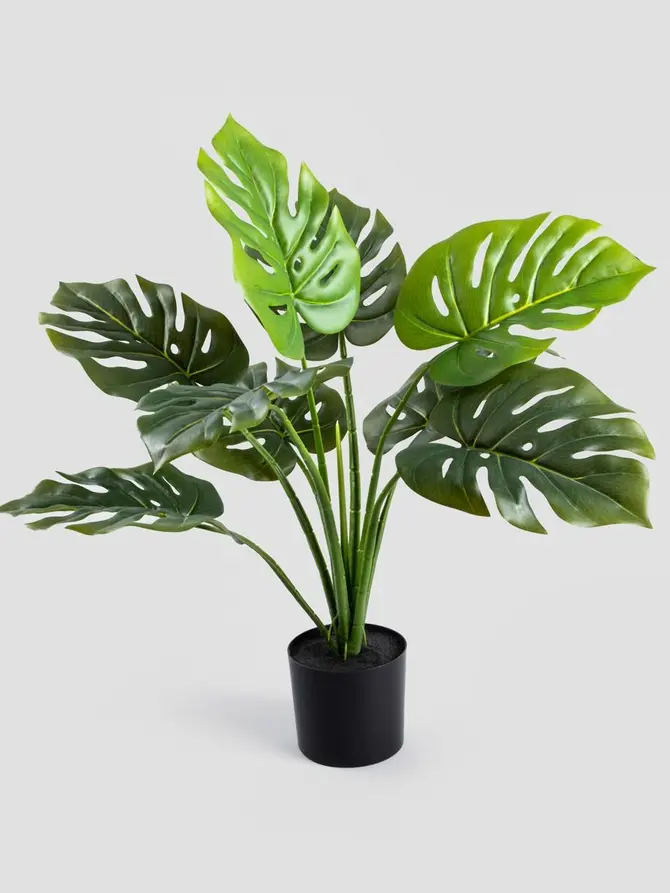Roślina sztuczna TROPICAL ZONE monstera w czarnej donicy 66 cm