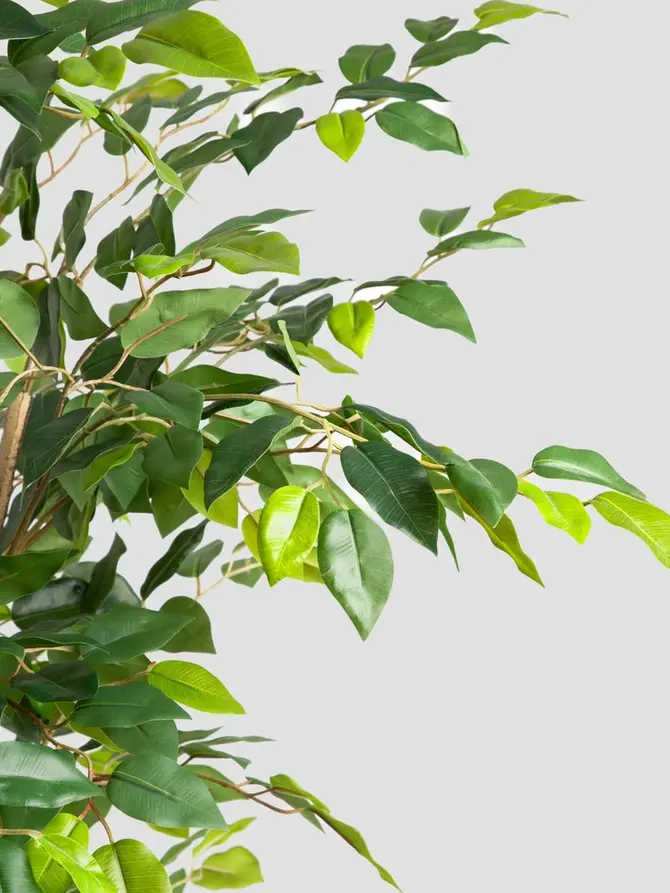 Roślina sztuczna TROPICAL ZONE fikus 170cm