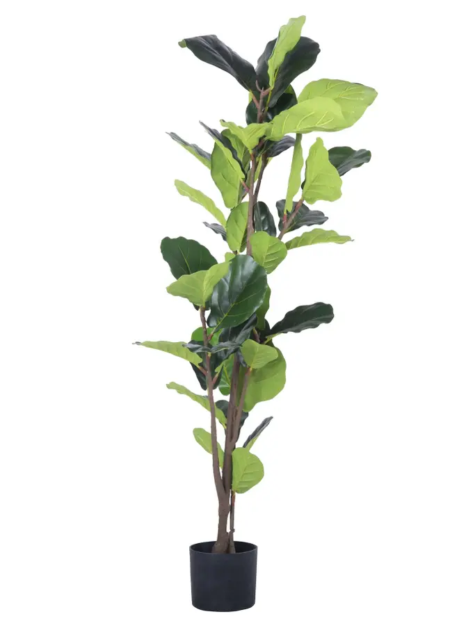 Fikus TROPICAL ZONE sztuczny 125 cm
