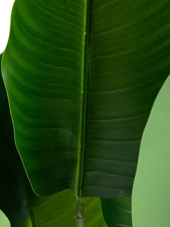 Roślina sztuczna TROPICAL ZONE bananowiec 90 cm