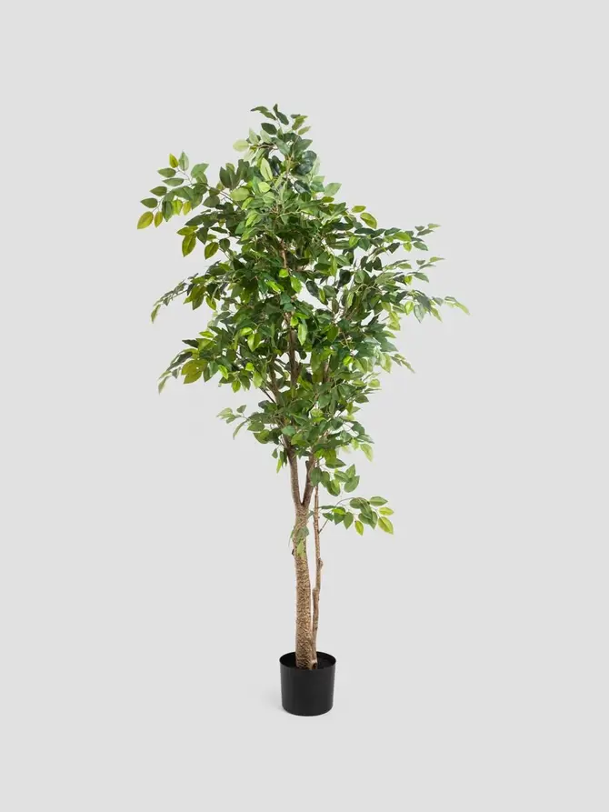 Roślina sztuczna TROPICAL ZONE fikus 170cm