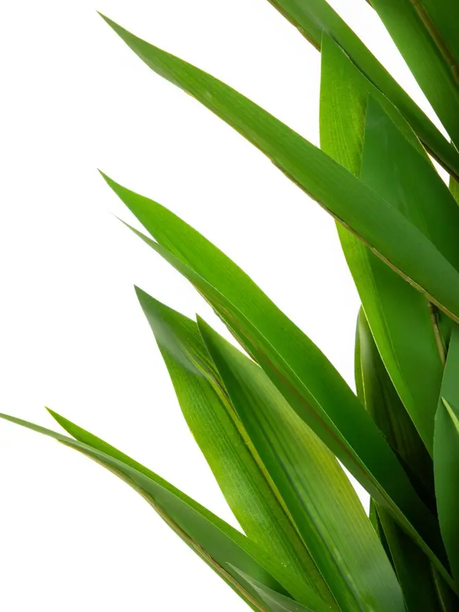 Roślina sztuczna BOTANIC dracena 160cm