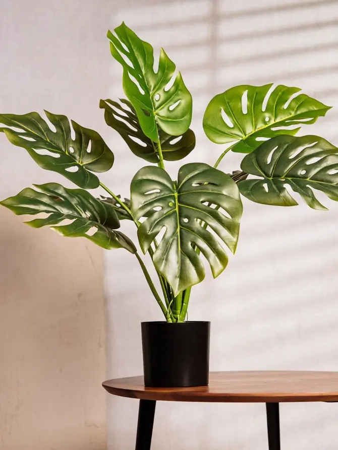 Roślina sztuczna TROPICAL ZONE monstera w czarnej donicy 66 cm
