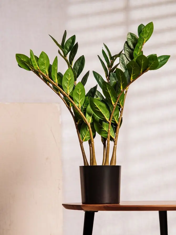 Roślina sztuczna BOTANIC zamiokulkas 45 cm