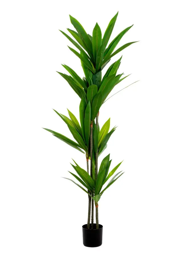 Roślina sztuczna BOTANIC dracena 160cm
