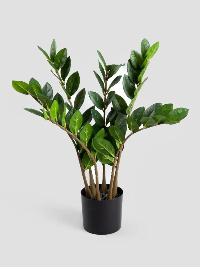 Roślina sztuczna BOTANIC zamiokulkas 45 cm