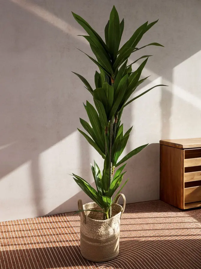 Roślina sztuczna BOTANIC dracena 160cm