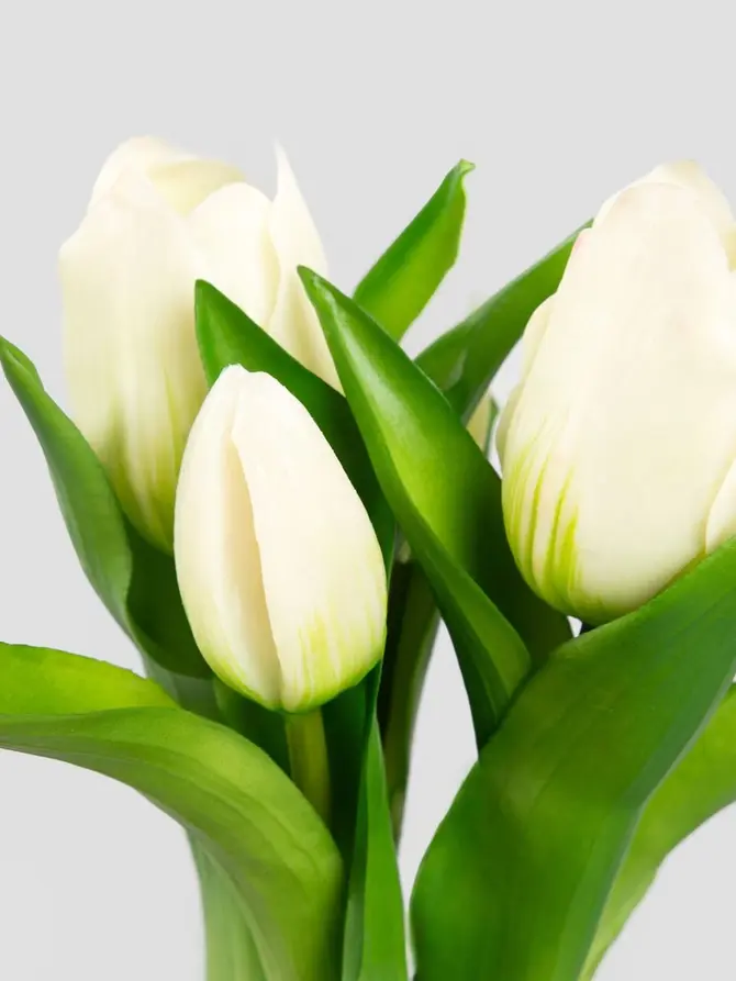 Bukiet kwiatów LITEN tulipany białe 31 cm