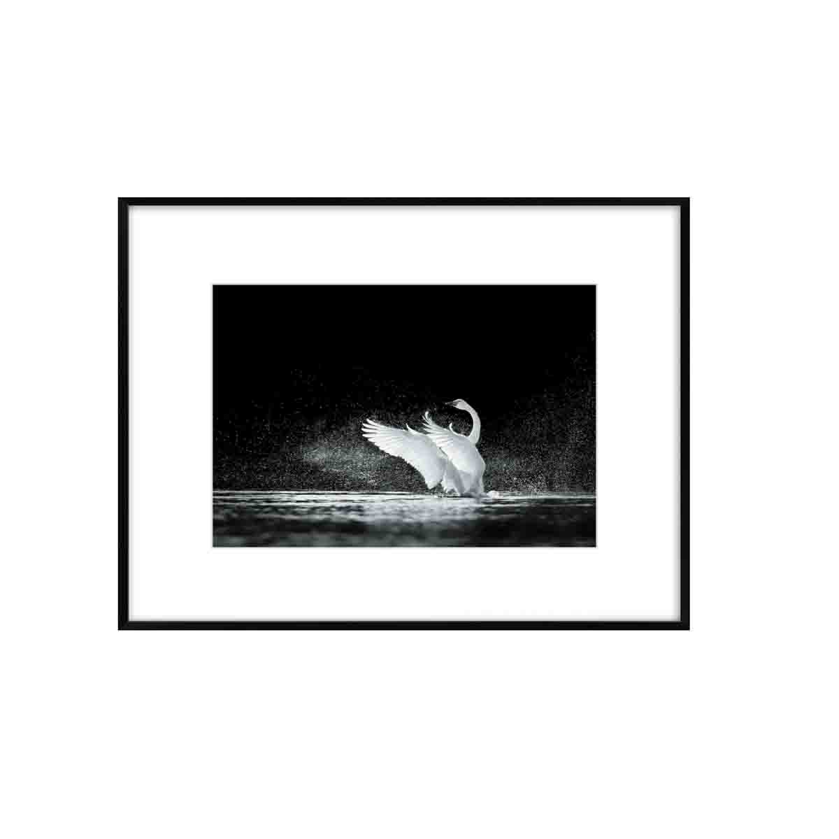 Obraz DENVER czarno-biały 50,8x40,8 cm