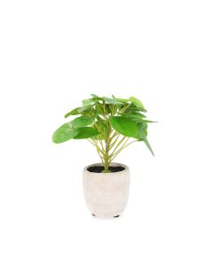 Roślina sztuczna EDERA Pilea 19 cm