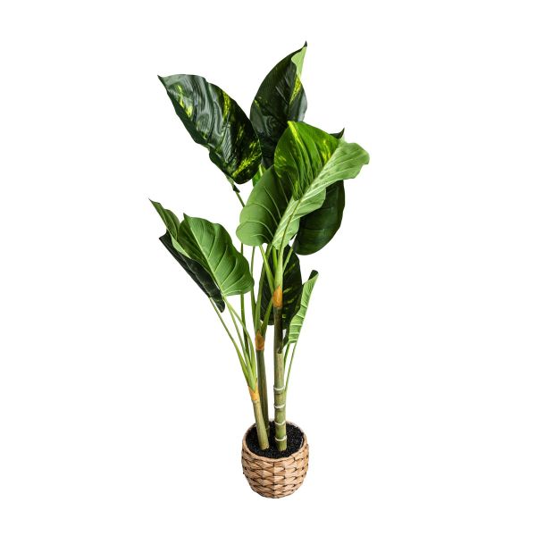 ROŚLINA SZTUCZNA B2 DIFENBACHIA 110 cm 
