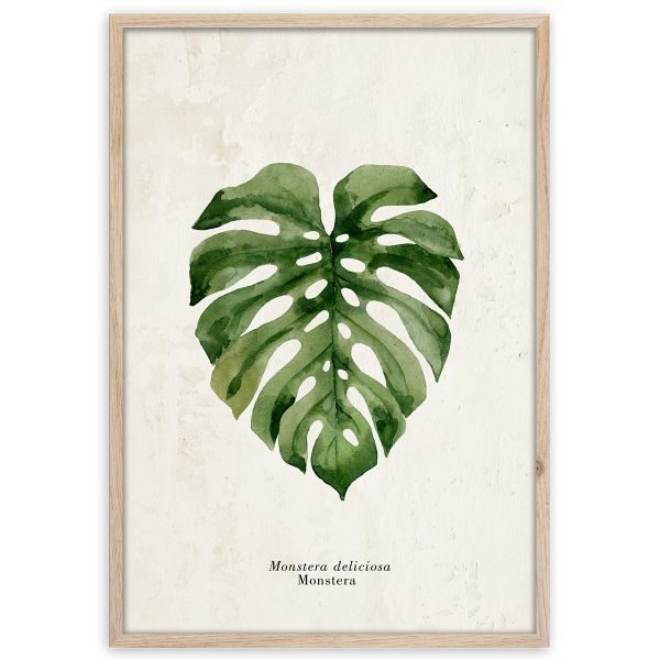 Obraz MONSTERA w ramie 50x70 cm